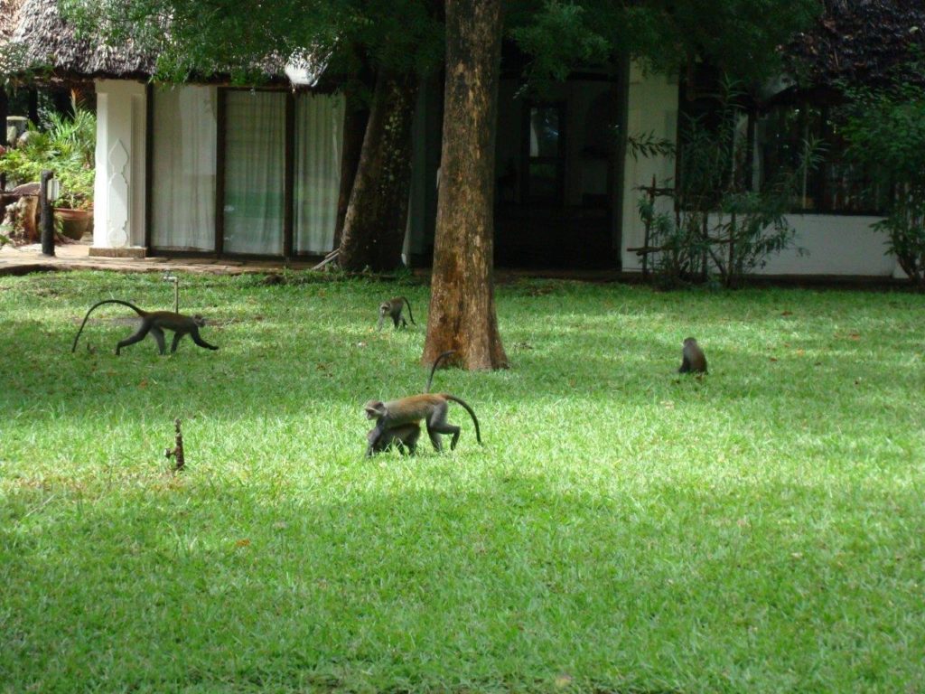 Małpy w Kenii