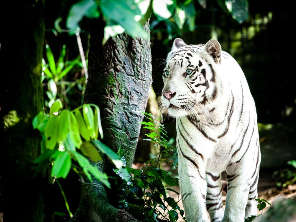 Singapur, zoo, biały tygrys, turystyka bez barier, wózek elektryczny