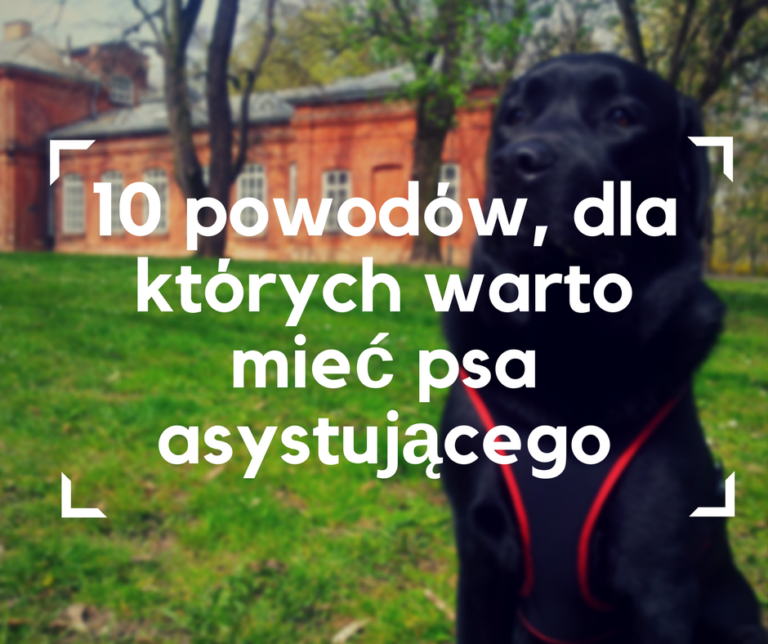 10 Powodów, Dla Których Warto Mieć Psa Asystującego - Blumil